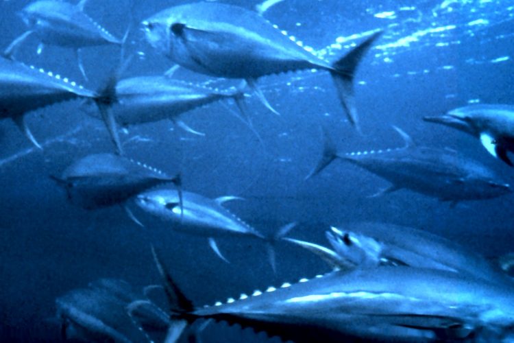 School of yellowfin tuna. Photo from National Undersea Research Program