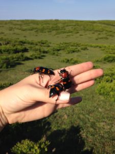 Burying beetles are found only in RI and MA. Photo by Cindy Maynard, USFWS