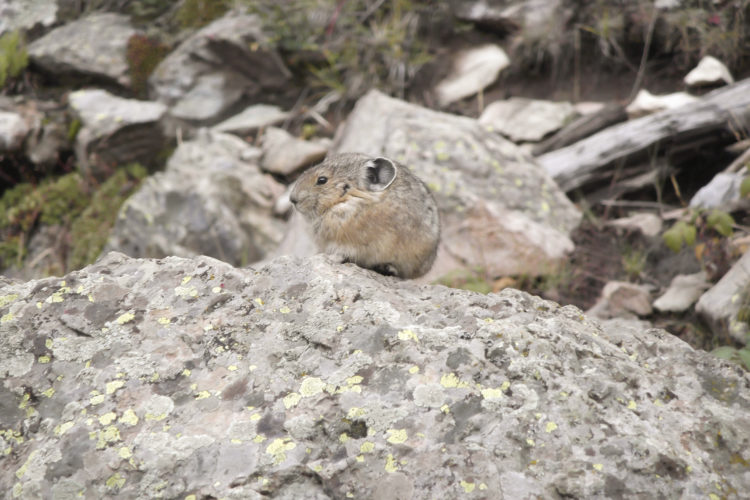 Pika. Photo by Wallace Bean, National Wildlife Photo Contest