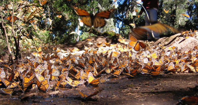 Mine Proposal Threatens Monarchs - The National Wildlife Federation Blog