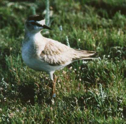 Mountain plover. Photo by Fritz Knopf, USFWS