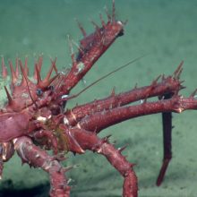 porcupine crab