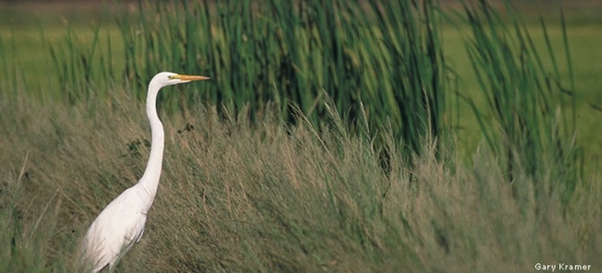 Egret. Photo by Gary Kramer