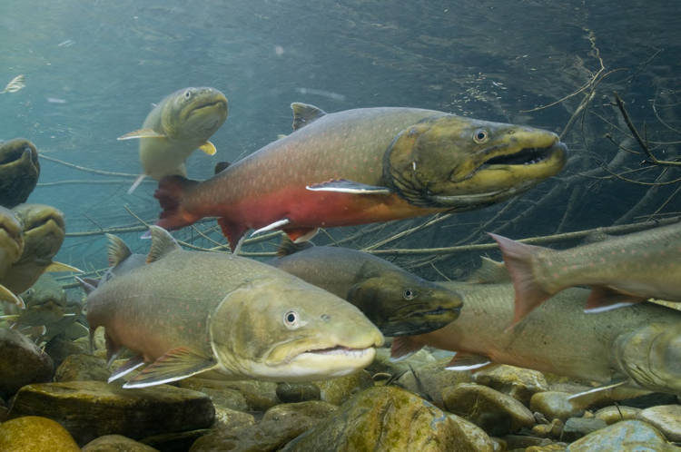 Bull trout. Photo by Joel Sartore, USFWS
