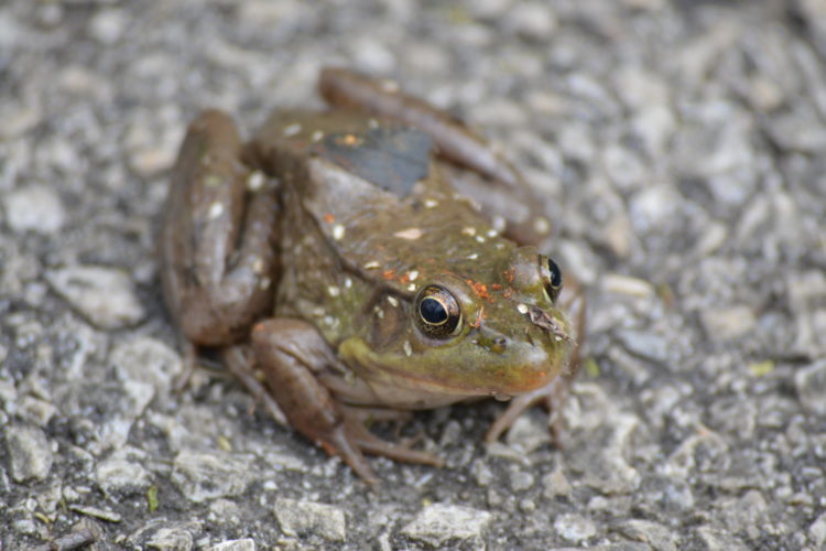 Frog at John Heinz National Wildlife Refuge