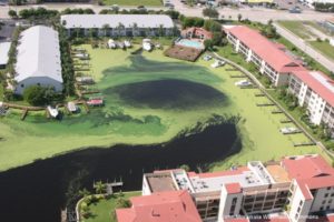 Algal blooms are a recurring problem in Florida. Here, algae coats a marina in 2012. Wikimedia photo.