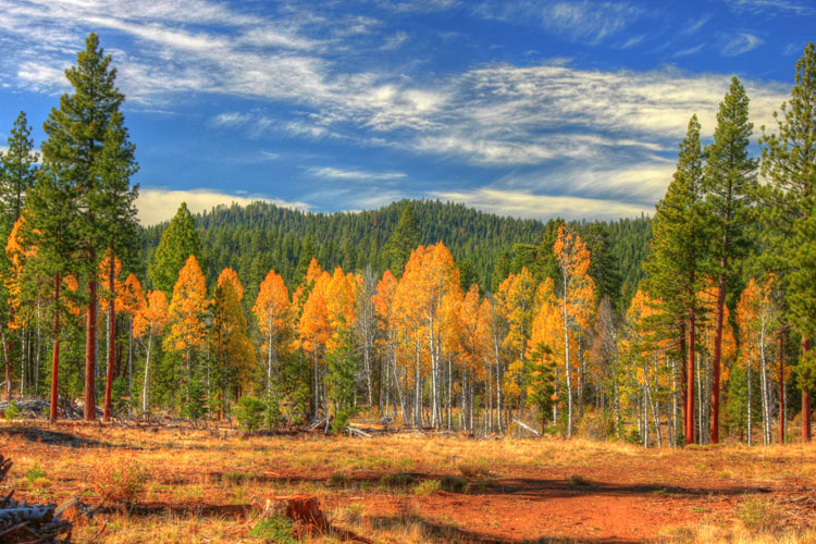 Lassen National Forest. Photo by USDA