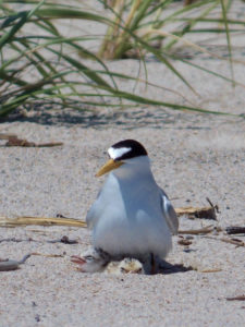 Least tern with chick.