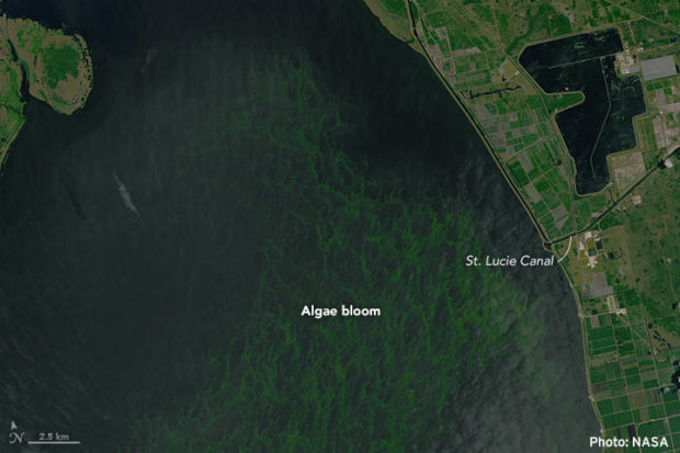 Florida’s algal blooms are so big this year they’re visible from space! NASA satellites captured this image of the blue-green algal bloom in Lake Okeechobee near the St. Lucie River. Photo by NASA.