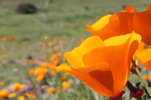 Poppies. Photo from PCL
