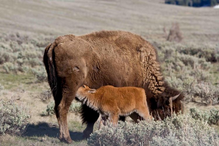 bison nursing its calf