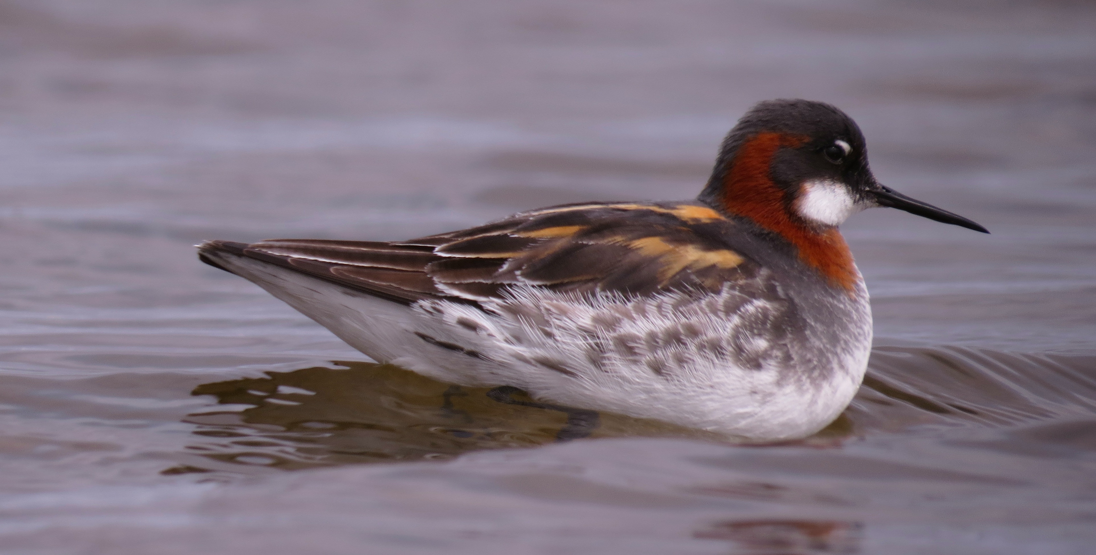 Red-necked Phalarope