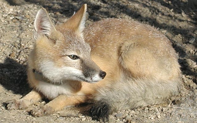 Swift fox. Photo by NPS