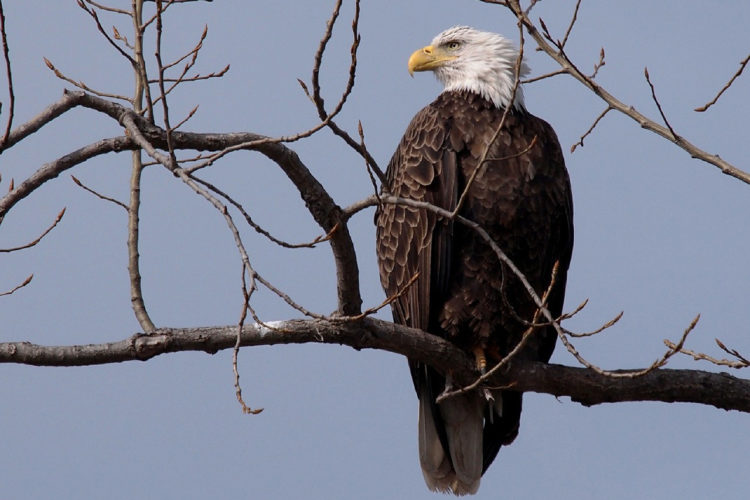 bald-eagle-on-branch_Pixabay