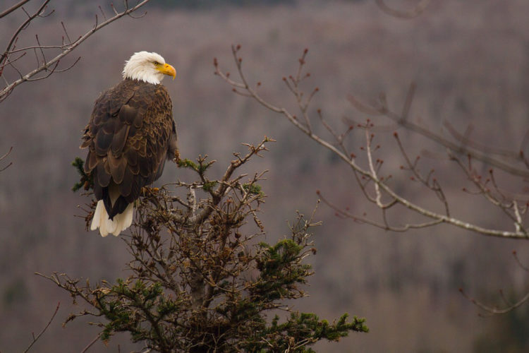 bald-eagle-on-treetop_Pixabay