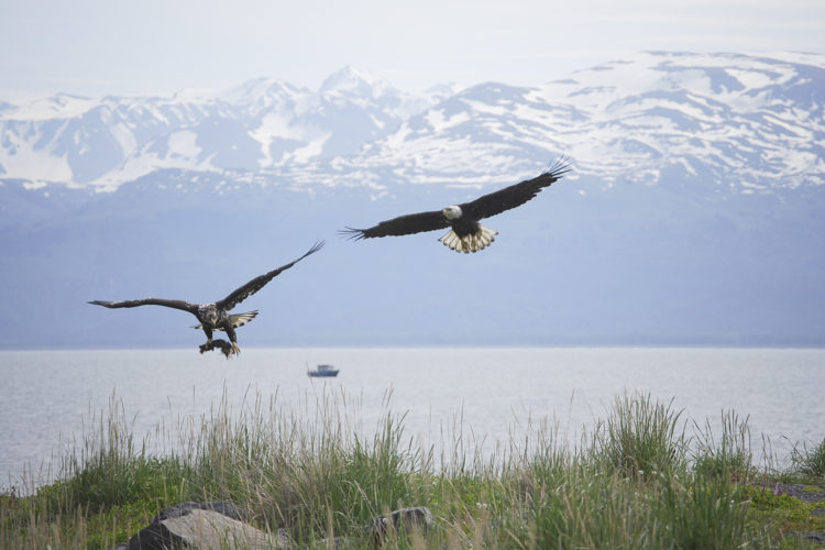 Bald eagles flying in Alaska. Photo by Gary Gernstein, National Wildlife Photo Contest