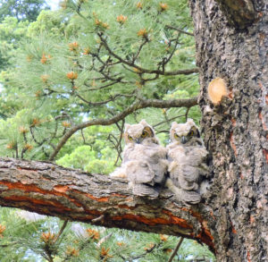 Baby owls seen while camping in Monument Lake Resort, Colorado. Photo by Karen Hrutky Porter, National Wildlife Photo Contest