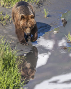 Grizzly bear. Photo by Karen Rode, National Wildlife Photo Contest