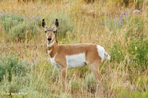 young pronghorn
