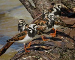 Ruddy Turnstones. Photo by Alan Kneidel.