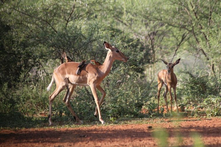 Two Impala and their avian friends roam freely in Limpopo Province. 
