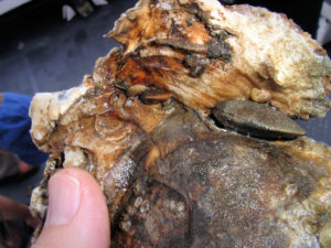 Eastern oyster. Photo from NOAA