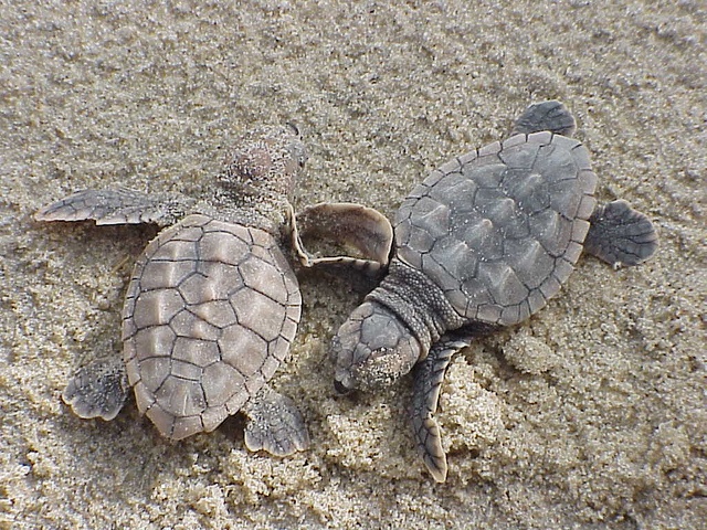 Loggerhead sea turtles. Photo by USFWS