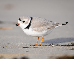 Piping plover. Photo by USFWS