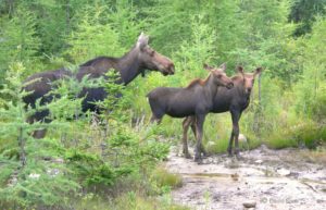 moose family