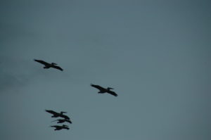 Pelicans. Photo from IWF