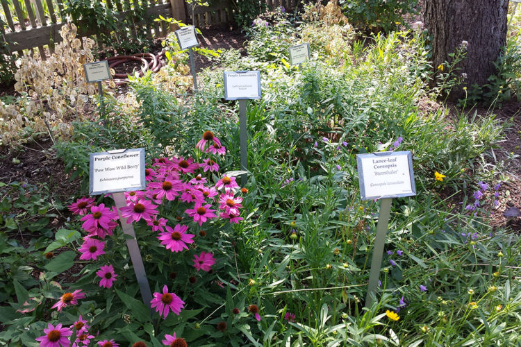 Native plant garden at Purdue University. Photo by IWF