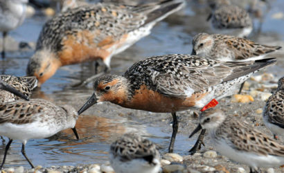 Red knots. Photo y Greg Breese, USFWS