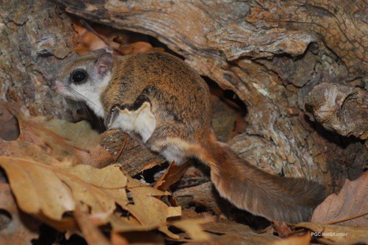 southern flying squirrel