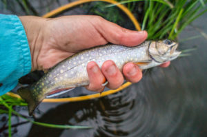 Vermont Brook Trout by NWF's Zack Cockrum