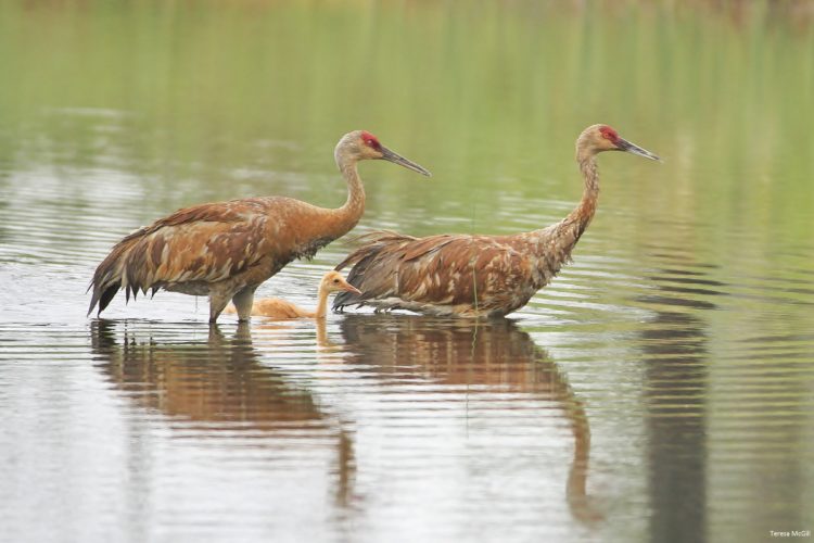 Protecting source waters like wetlands that provide habitat for wildlife like these sandhill cranes can reduce the costs of and need to treat water before it enters our drinking water systems. Photo by Teresa McGill