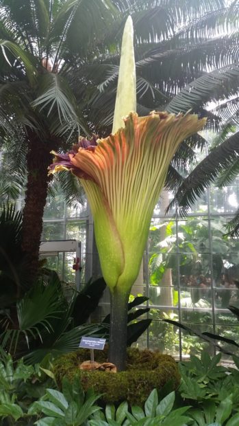The glorious but smelly corpse flower during peak bloom. The inflorescence encompasses nearly the entire plant, from the yellow tip at the top to the stem at the base of the leaf. Photo by Alec Roth 