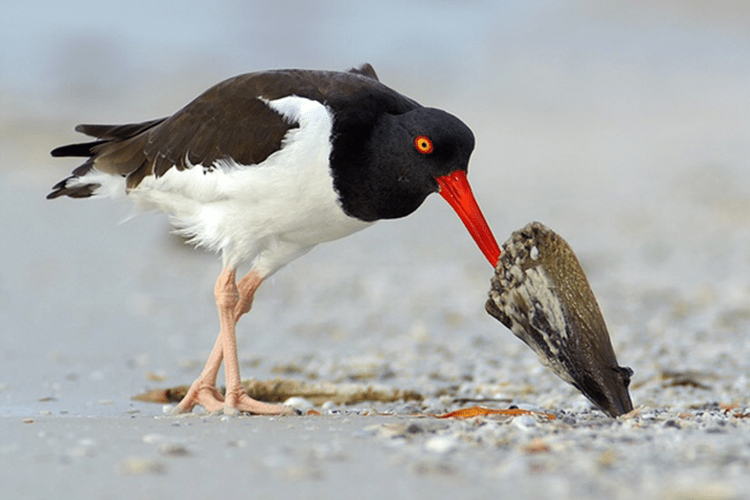 Oystercatcher. Photo by Jack Rogers, National Wildlife Photo Contest