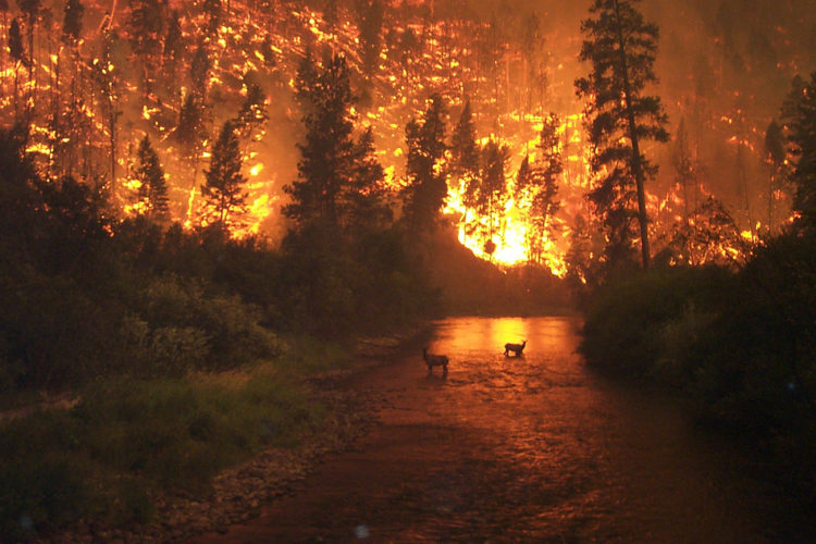 Elk watch a wildfire from the relative safety of a river. Photo by Oregon Department of Forestry, Flickr Creative Commons