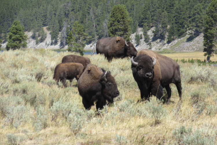 Bison in Yellowstone National Park. Photo by Abby Barber/ NWF