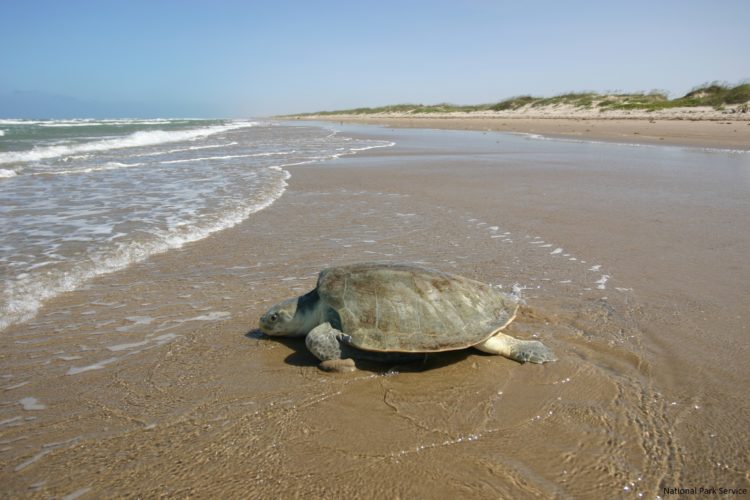 In the northern Gulf, restoration projects that rebuild and improve the health of estuaries and wetlands may also benefit the Kemp's ridley by increasing blue crab populations, a typical food source for these turtles.