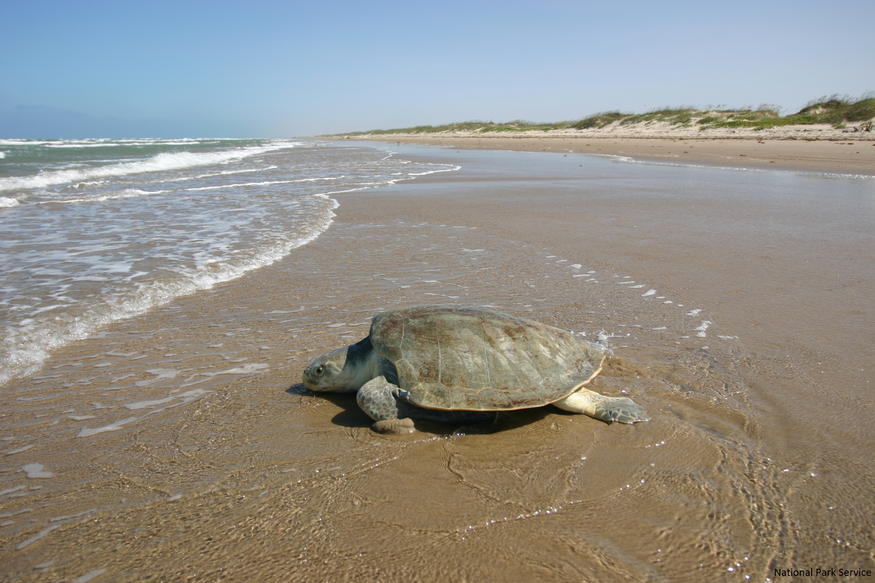 Черепаший пляж шри. Черепаха Каретта-Каретта. Черепаший пляж Шри Ланка. Морская черепаха Ридли Кемпа. Атлантическая Ридлея.
