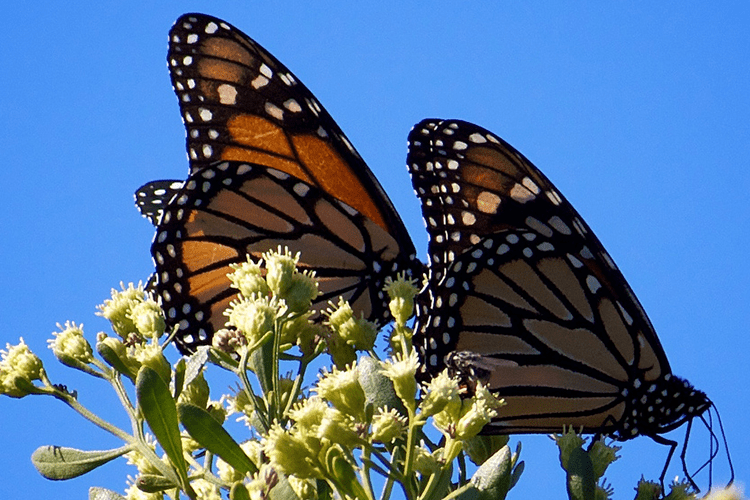 Monarch butterflies. Photo by USFWS Southeast