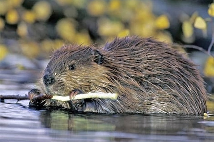 beaver-us-department-of-agriculture