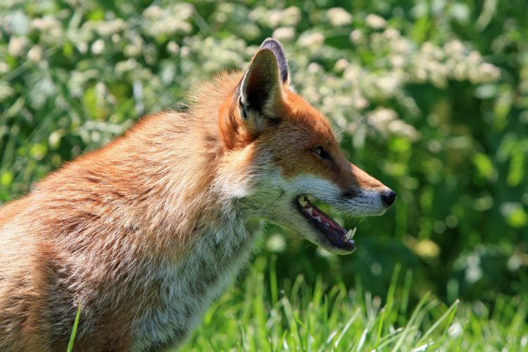 red fox_pixabay