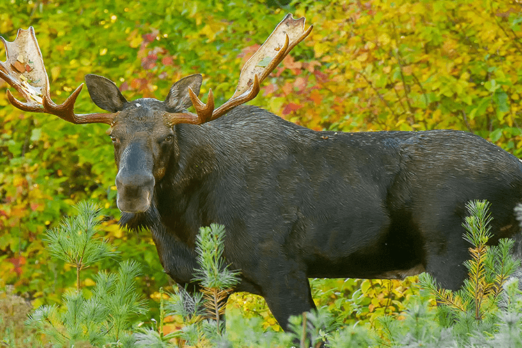 Wildlife like moose live in the Katahdin Woods and Waters National Monument. Photo by ©Mark Picard