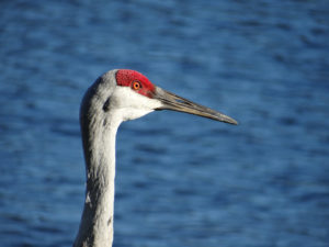 sandhill-crane-head_lake_pixabay