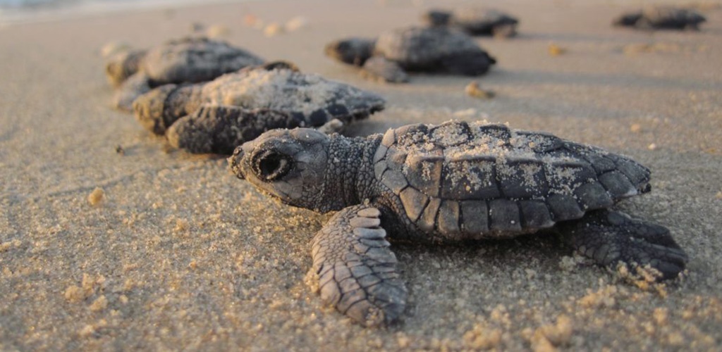 Kemp's ridley sea turtle hatchlings make their way towards the Gulf. Photo from NPS
