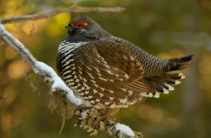Spruce grouse also live in this beautiful area. Photo by ©Mark Picard 