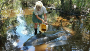 Manatees, found 1.5 miles inland after Hurricane Hermine in Sept. 2016, were rescued & released by Florida Fish & Wildlife (via Flickr) 