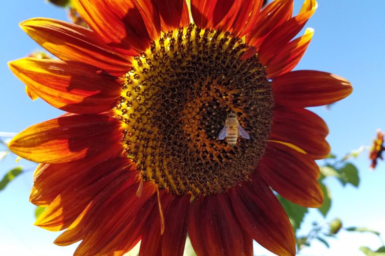 Pollinator; Bethany Lake Community Garden